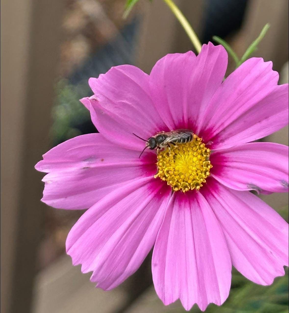 Cosmos flower with a bee collecting pollen