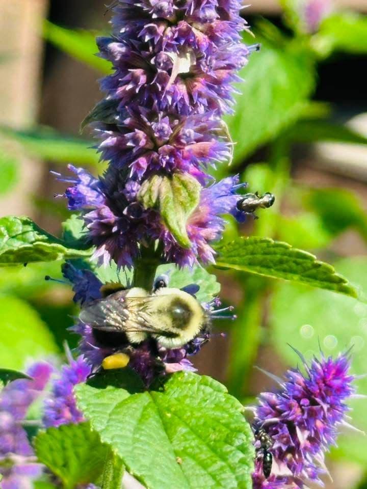 Bumblebee visiting a garden flower