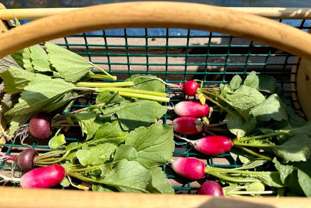 Freshly harvested potatoes from a container, still covered in soil