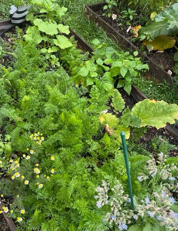 Overhead view of a lush raised bed garden with thriving plants