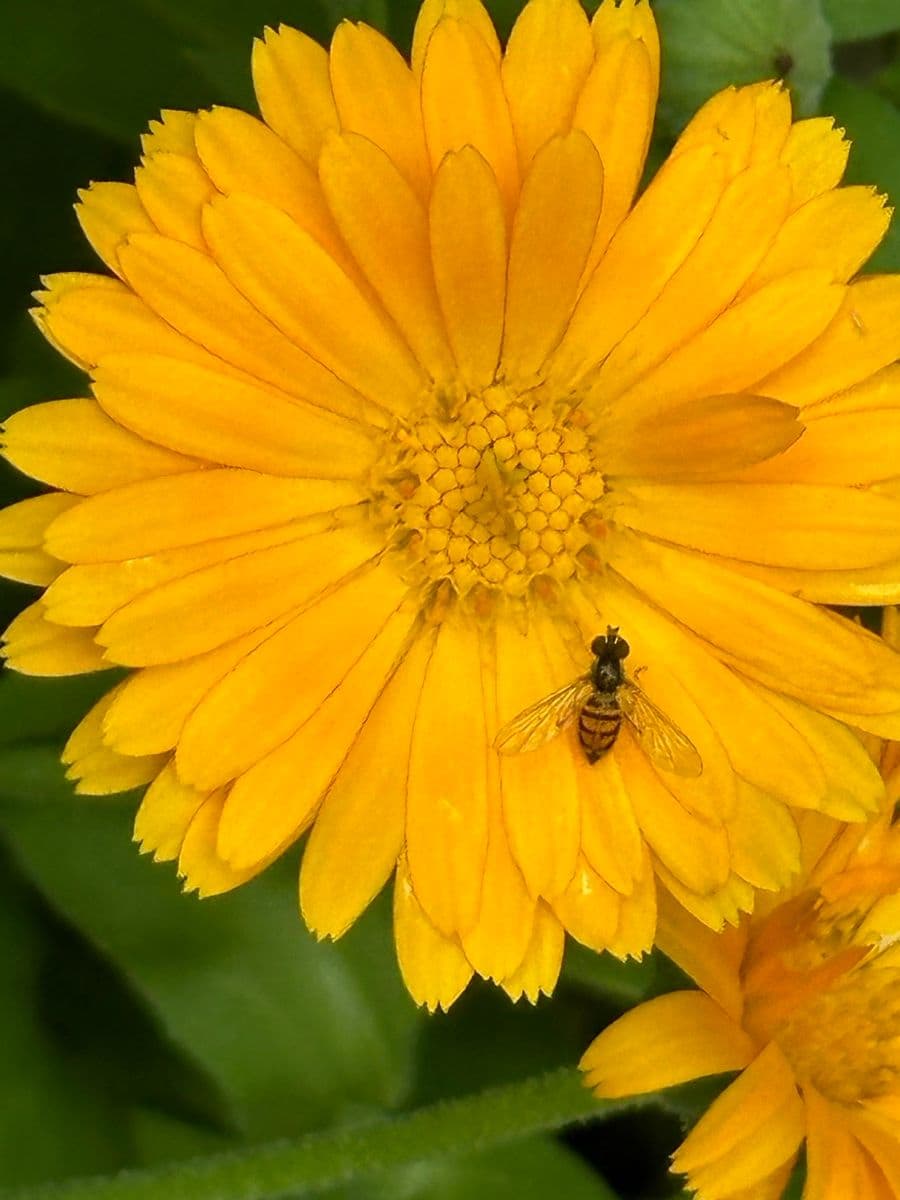 Yellow calendula flowers attracting beneficial insects in the garden