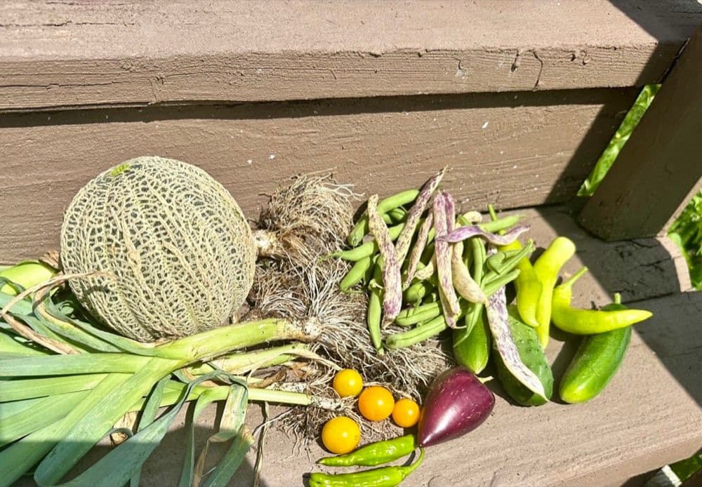 Container garden harvest with cantaloupe, garlic, beans, and peppers