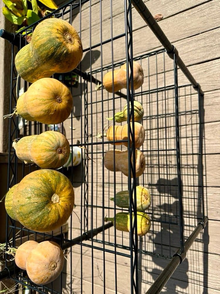 Squash and gourds drying on a rack after a successful harvest