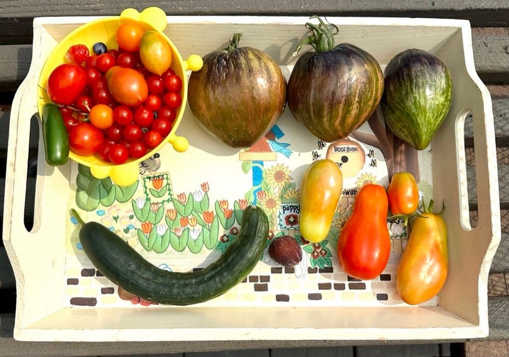 Tray of heirloom tomatoes grown in containers