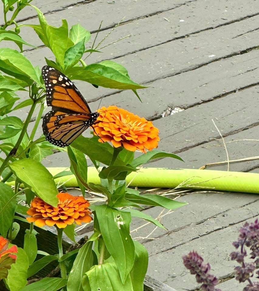 Monarch butterfly on a flower