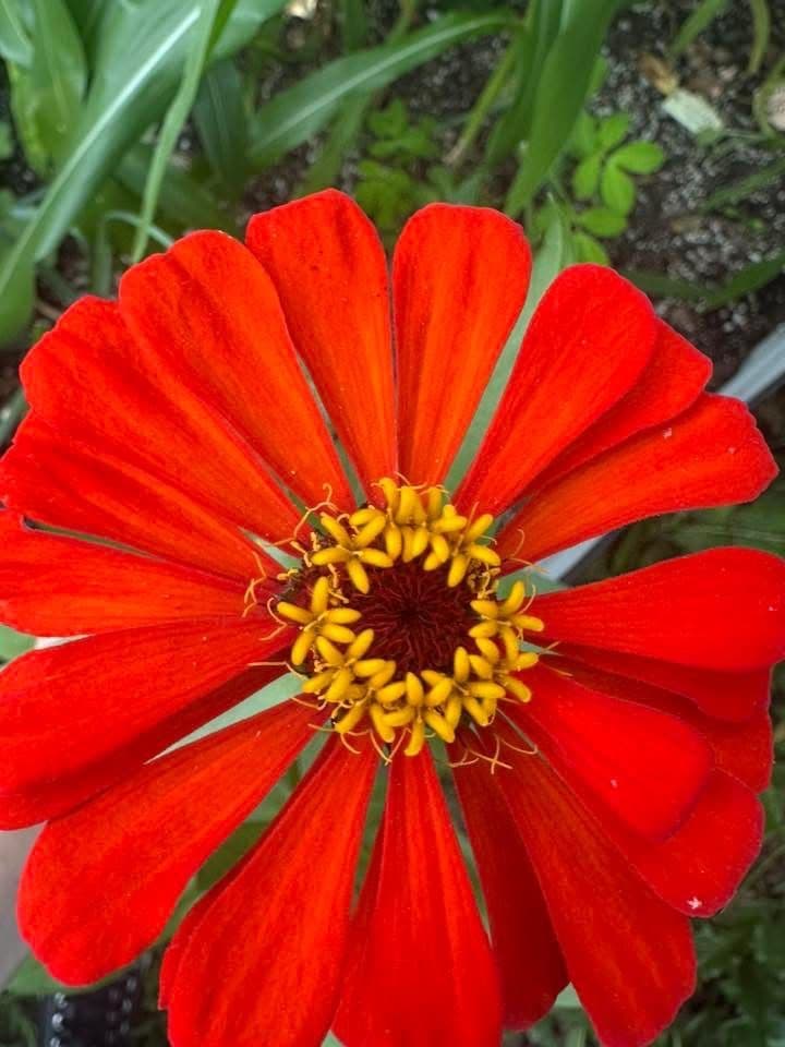 Red zinnia flower that attracts butterflies and bees to the garden