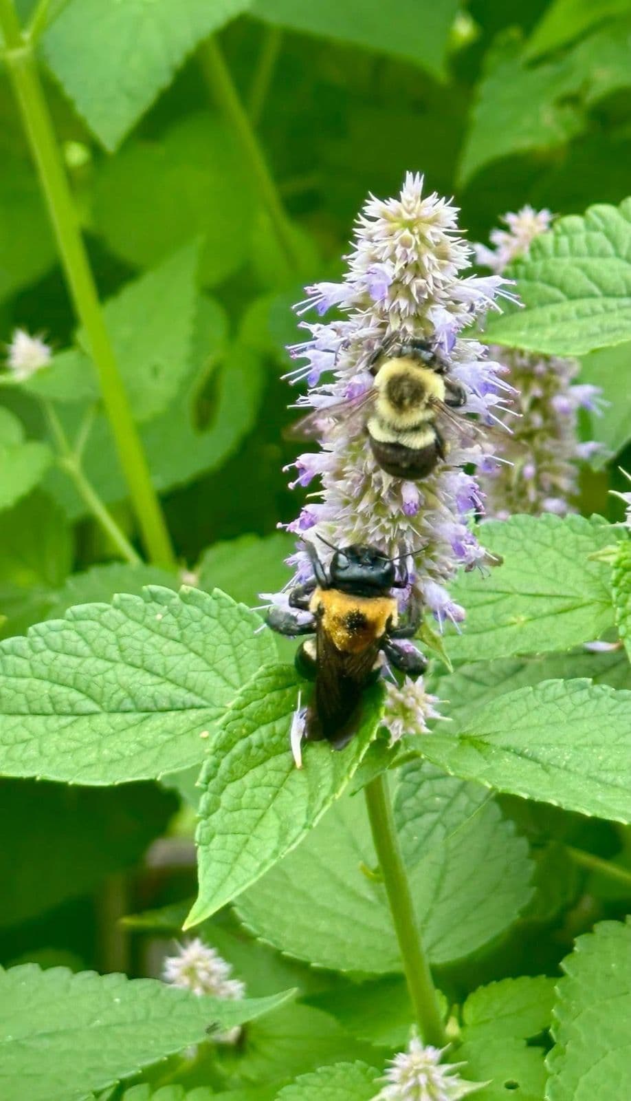 Bumblebees working in the garden