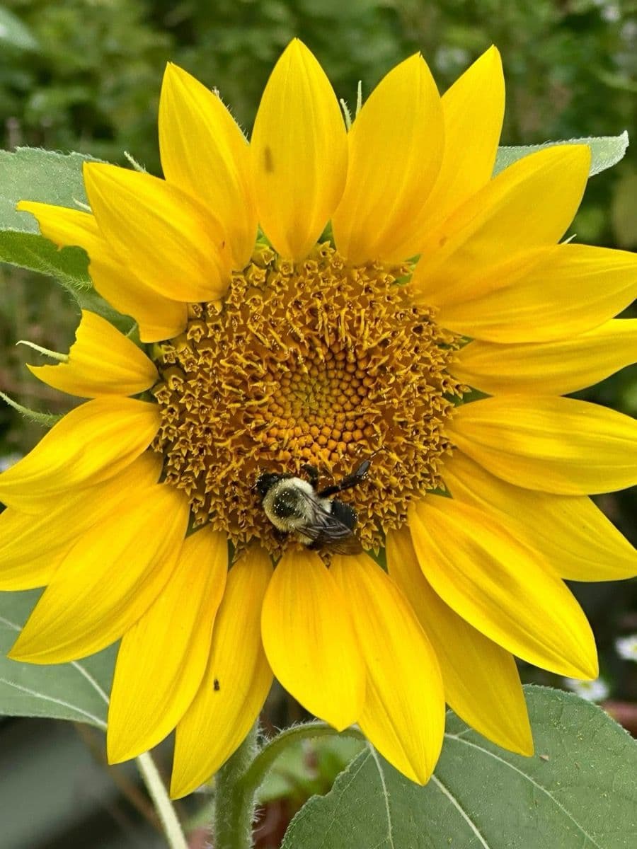 A vibrant sunflower in full bloom standing tall in the garden