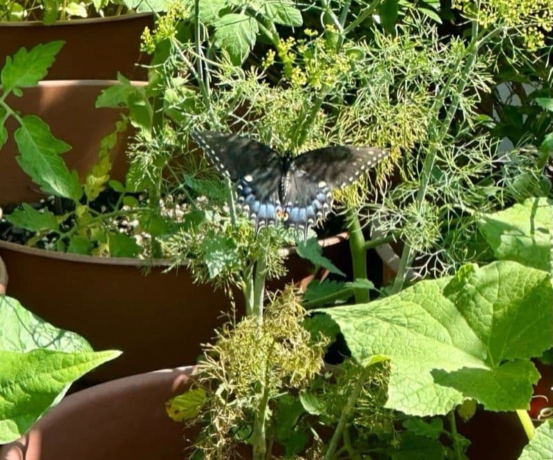 Swallowtail caterpillar munching on dill fronds in the herb garden