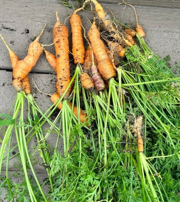 Freshly harvested colorful carrots held in a bunch, still covered in garden soil