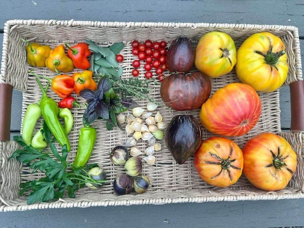 Harvest basket with fresh figs, tomatoes, and peppers from the home garden