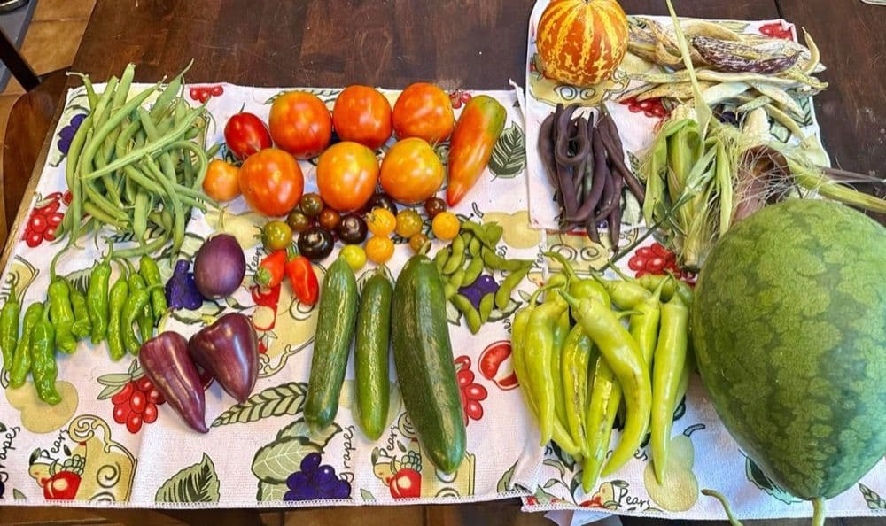 Big harvest spread from Liz's garden with a variety of vegetables