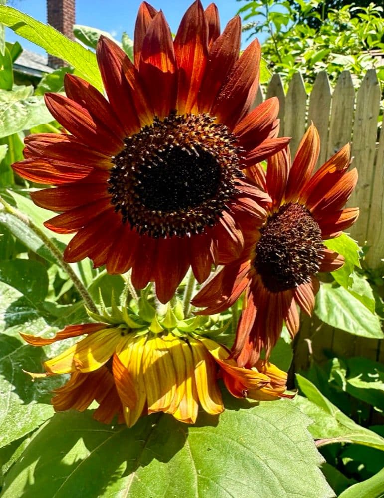 A row of sunflowers swaying in the breeze along the garden fence