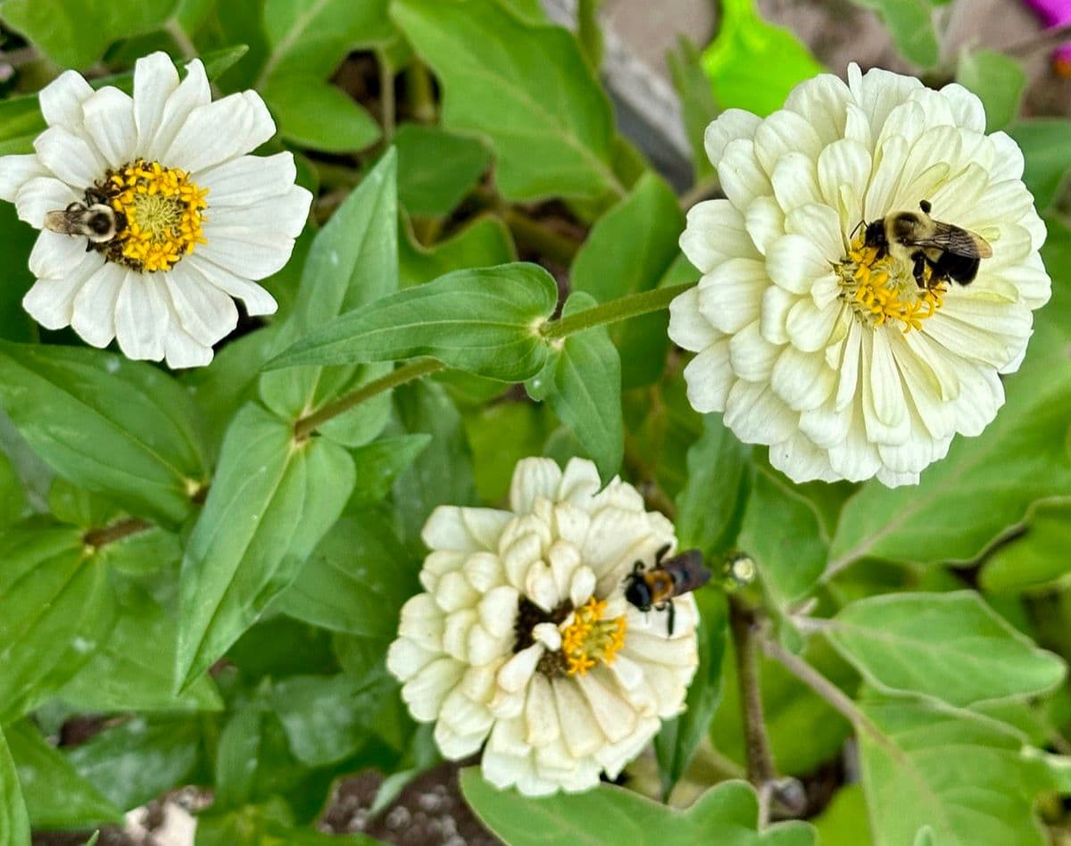 Colorful zinnias blooming in a garden container