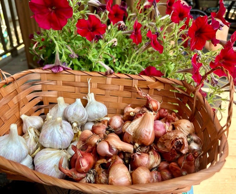 Garlic bulbs growing alongside colorful petunias in a container