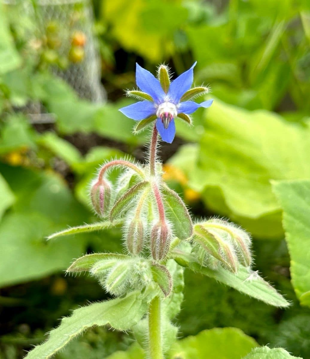 Blue borage flowers blooming in the herb garden, a favorite edible flower and pollinator magnet