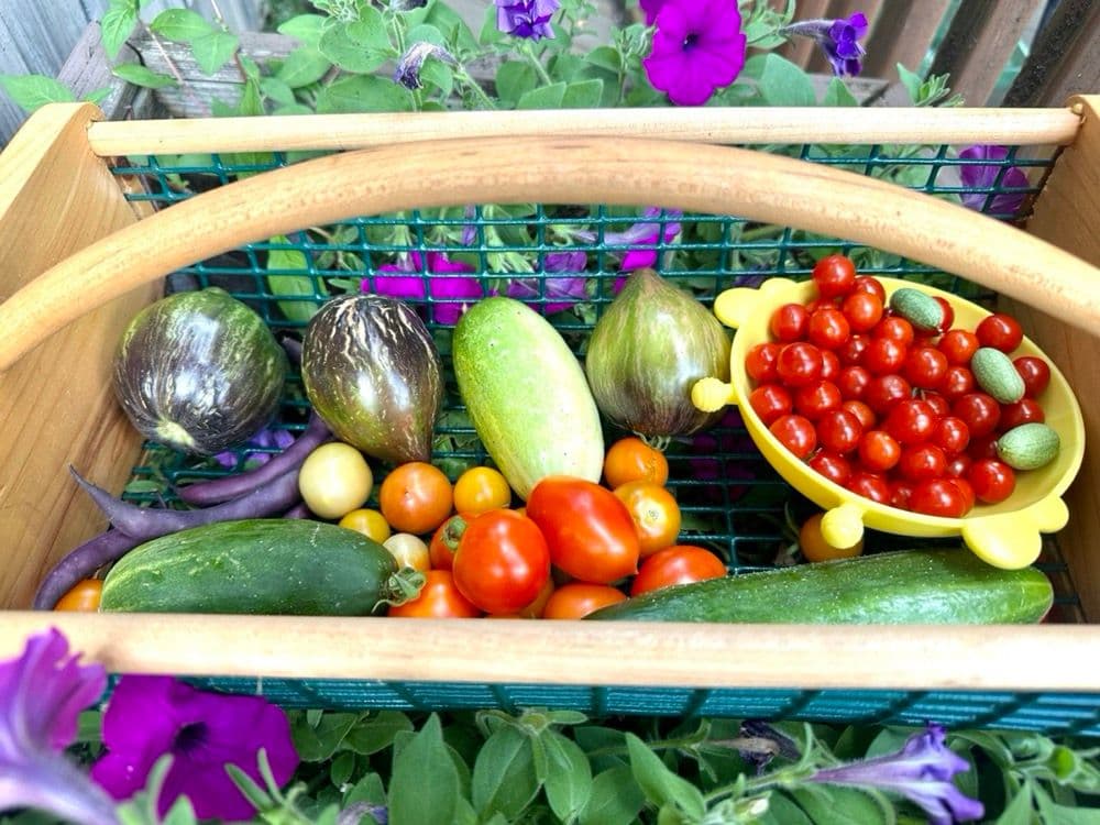 Basket with petunias adding color to the garden