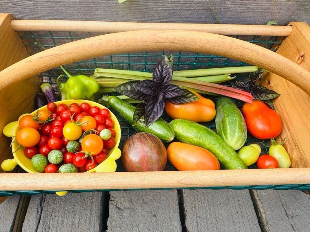 A full harvest basket overflowing with fresh vegetables from the garden