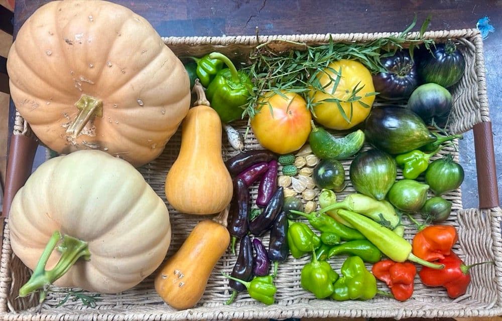A massive harvest spread across the patio table showing the season's bounty